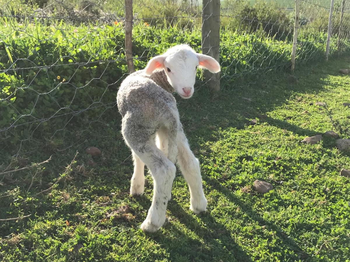Anna Beulah Farm Villa Durbanville Eksteriør bilde